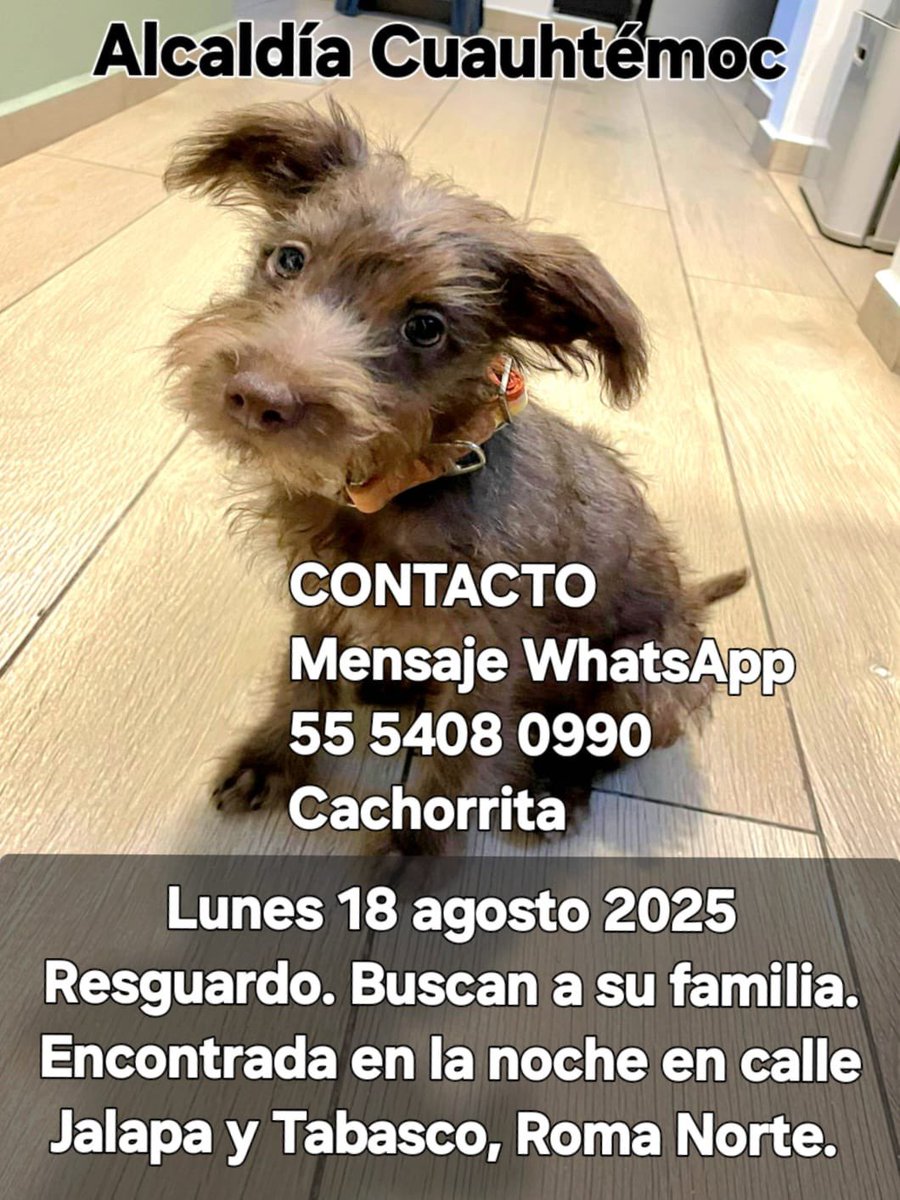 ‼️ #perrita #encontrada #perroextraviado en #LaRoma , ayuda con difusión para que vuelva a casa ‼️