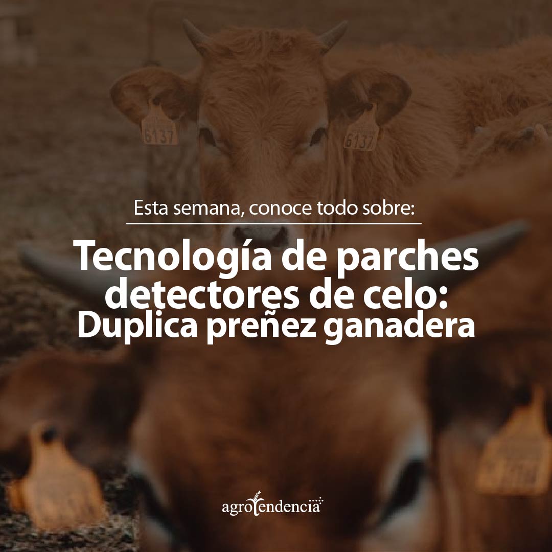 🐄✨Conoce en nuestro nuevo artículo cómo los Paches Detectores de Celo ofrecen una indicación clara de la intensidad hormonal de la vaca en el momento exacto del celo.

⭐️Haz clic para leer el artículo completo y optimizar la reproducción de tu finca shorturl.at/wVLdX