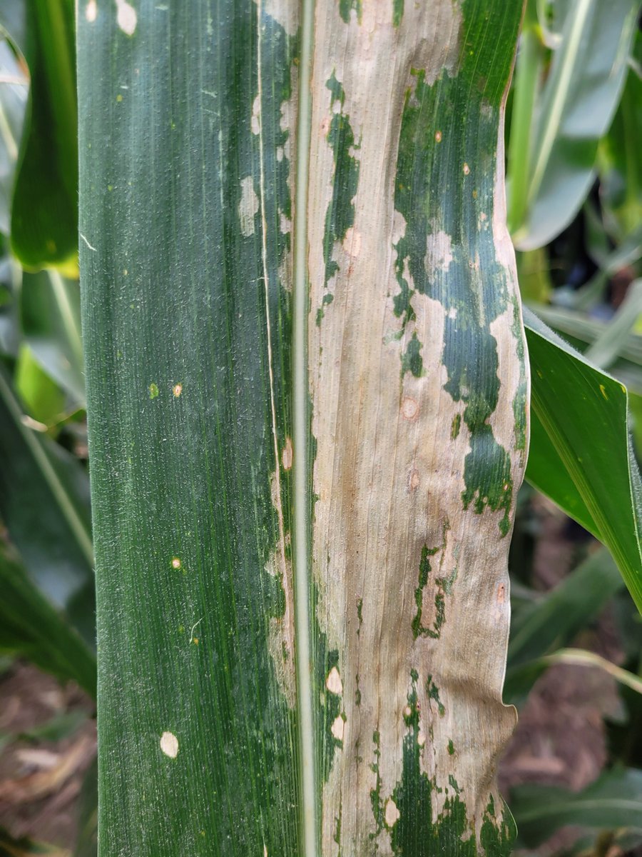 Gracias <a href="/germantinari/">German Tinari</a> x difunfir. Van unas fotos más, para el que no la conoce