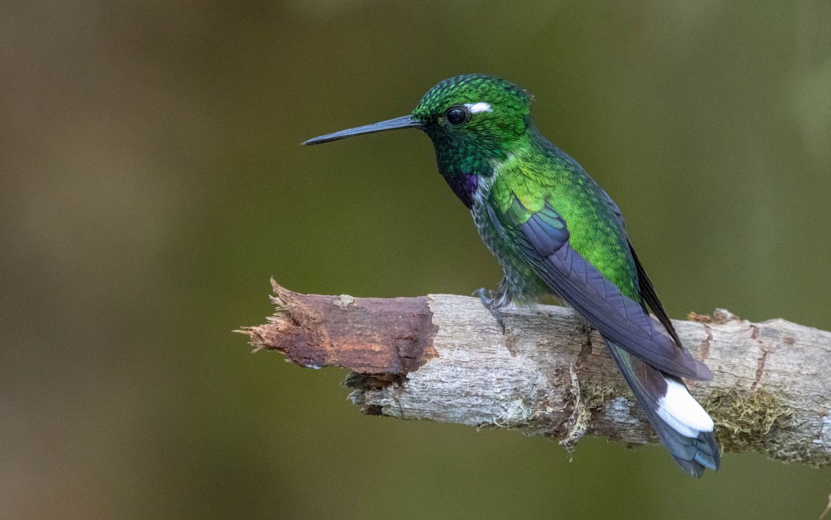 Birding University tweet media