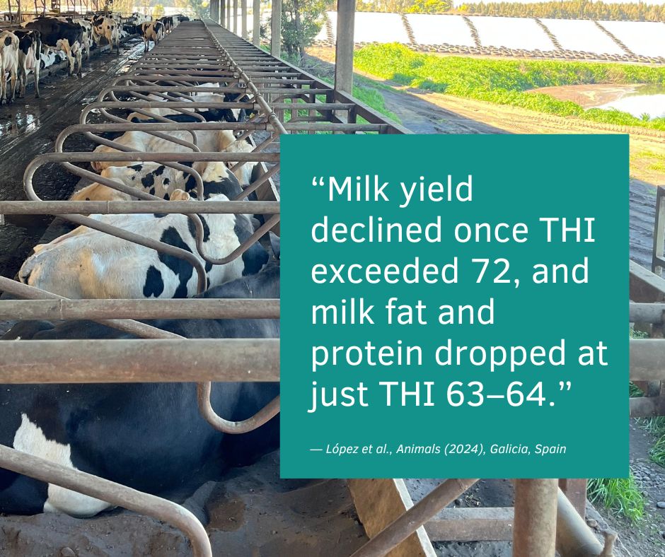 That direct quote from research means your cows can feel the heat before you do.
Even on a “cool” 20–22°C day, she’s carrying extra internal heat — like wearing a heated vest under your shirt on a summer day.
🐄 See more research-backed insights here: bit.ly/4fFE5tt