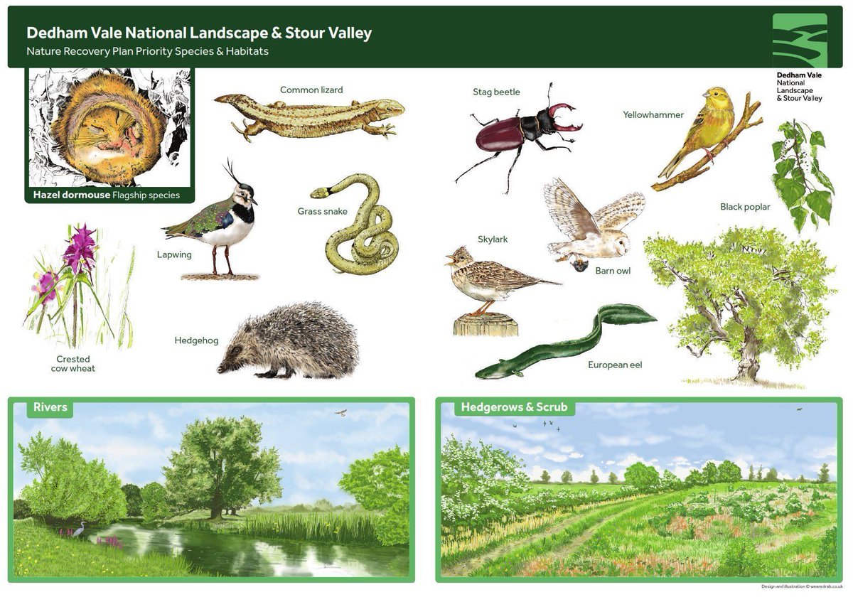 Dedham Vale National Landscape (@dedhamvalenl) on Twitter photo As part of our nature recovery work to support wildlife & habitats in the National Landscape, we have several priority species and landscapes π
Check out our fun guide to help you identify them! π¨ As part of our nature recovery work to support wildlife & habitats in the National Landscape, we have several priority species and landscapes π
Check out our fun guide to help you identify them! π¨