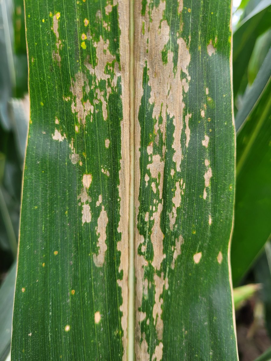 Gracias <a href="/vagregadoagro/">Valor Agregado Agro</a> x difunfir. Van unas fotos más, para el que no la conoce