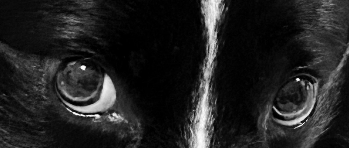 にゃん🐱🐶🐾 tweet media