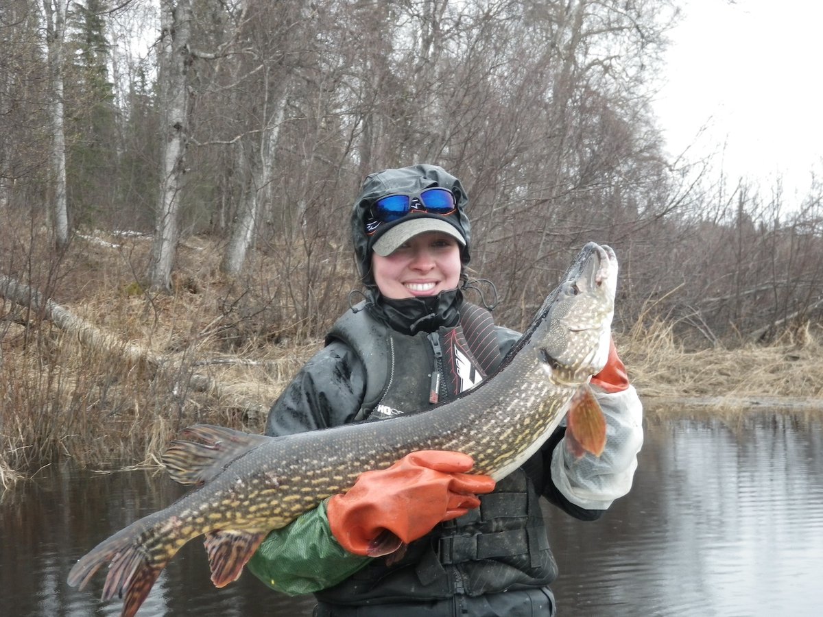 .<a href="/USGS/">USGS</a> scientists are helping with the early detection &amp; suppression of northern pike in SE Alaska where they prey on native fish, including economically important salmon. Though they are native to parts of the U.S., including much of Alaska, they are invasive in SE Alaska.