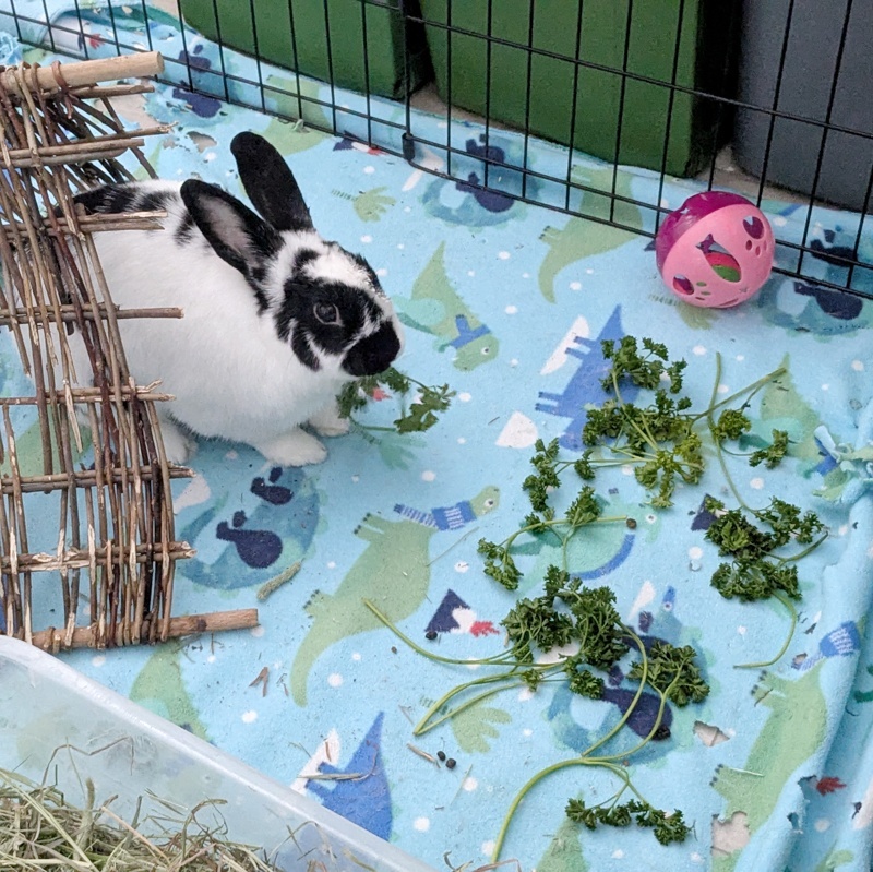 SSBunnyBoarding's tweet photo. Cautiously eating parsley from the safety of their willow tent. #ssbunnyboarding https://t.co/9kmq1WMFhS