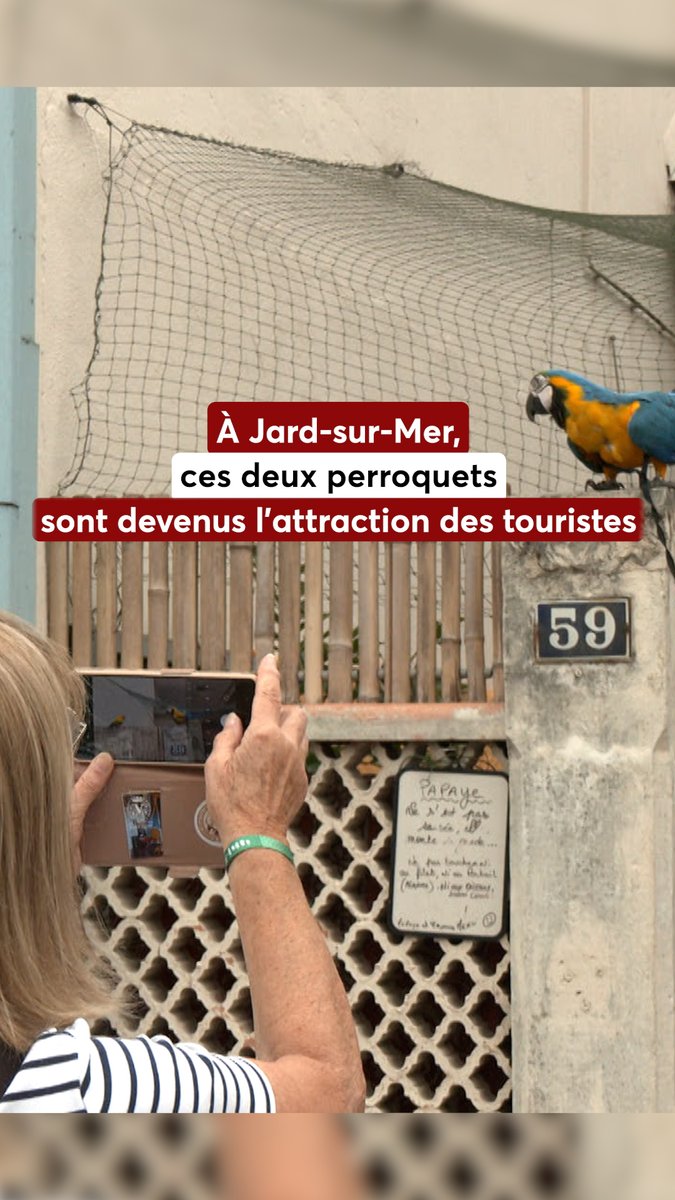 🦜 Deux perroquets d’une habitante de Jard-sur-Mer attisent l’attention des passants dans une rue commerçante 🚶‍♀️
✨Papaye, une femelle de l’espèce Conure Soleil et Manosse, un mâle Ara Ararauna sont devenus l’attraction des vacanciers et des passants ...