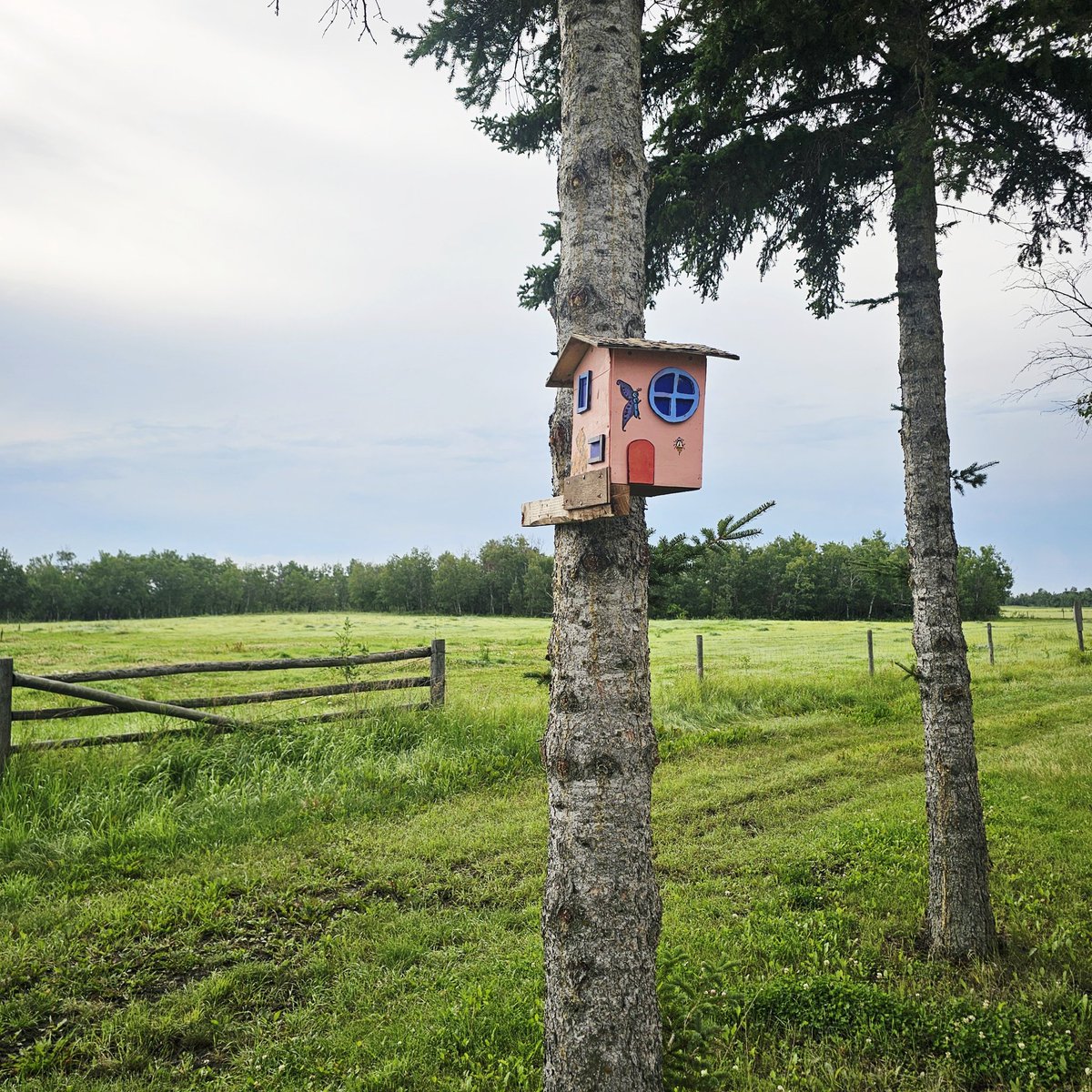 The cats really like this fancy "lunch box" dad put up in the tree!