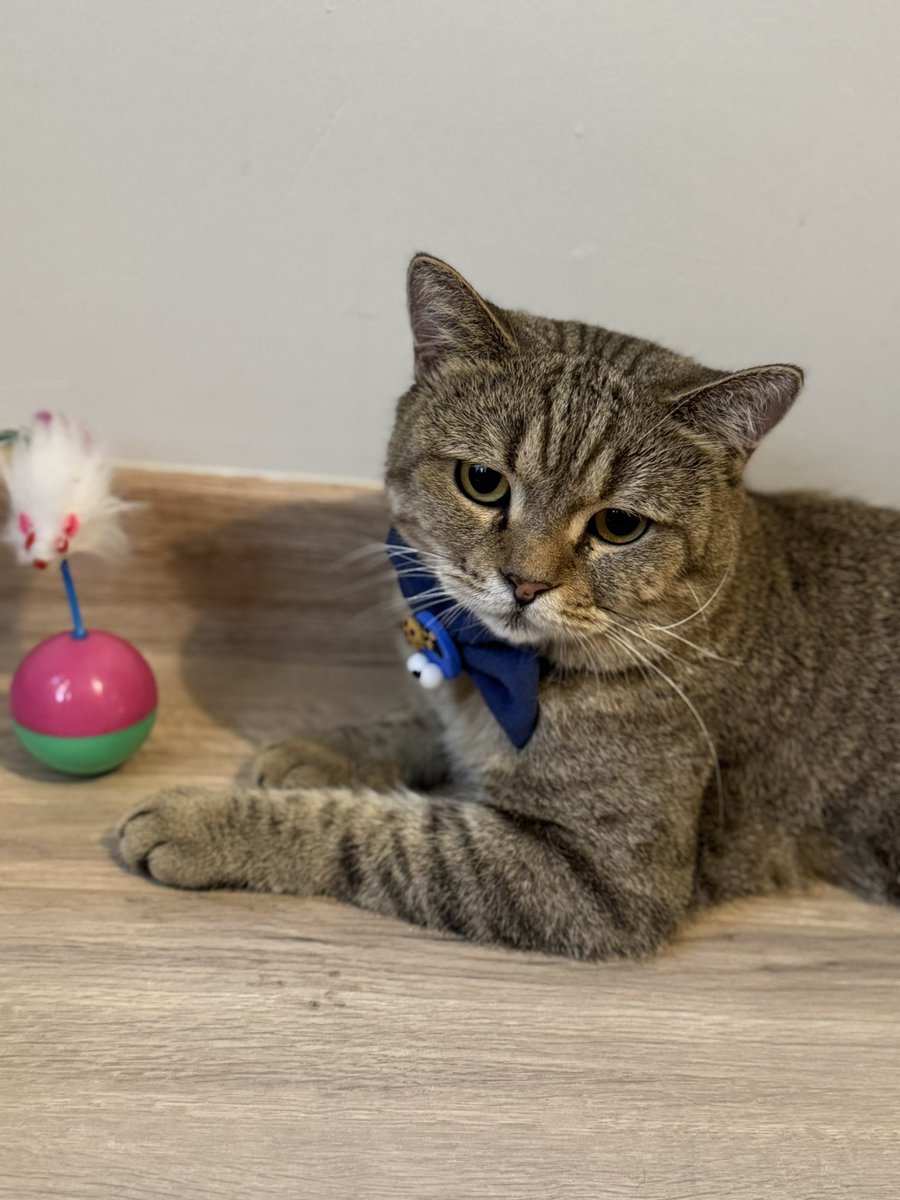 Son kez şansını denemek istiyorum 😔 tam bir beyefendi. Erkek kısır 4 yaşlarında. Ö lamlerden döndü. Terk edildi hasta oldu. Şimdi bu yakışıklı mümkünse tek bakılacağı bir yuva arıyor.. Lütfen onu görmezden gelmeyip paylaşır mısınız. Çok emek verdim sokakta yaşayamaz 🙏