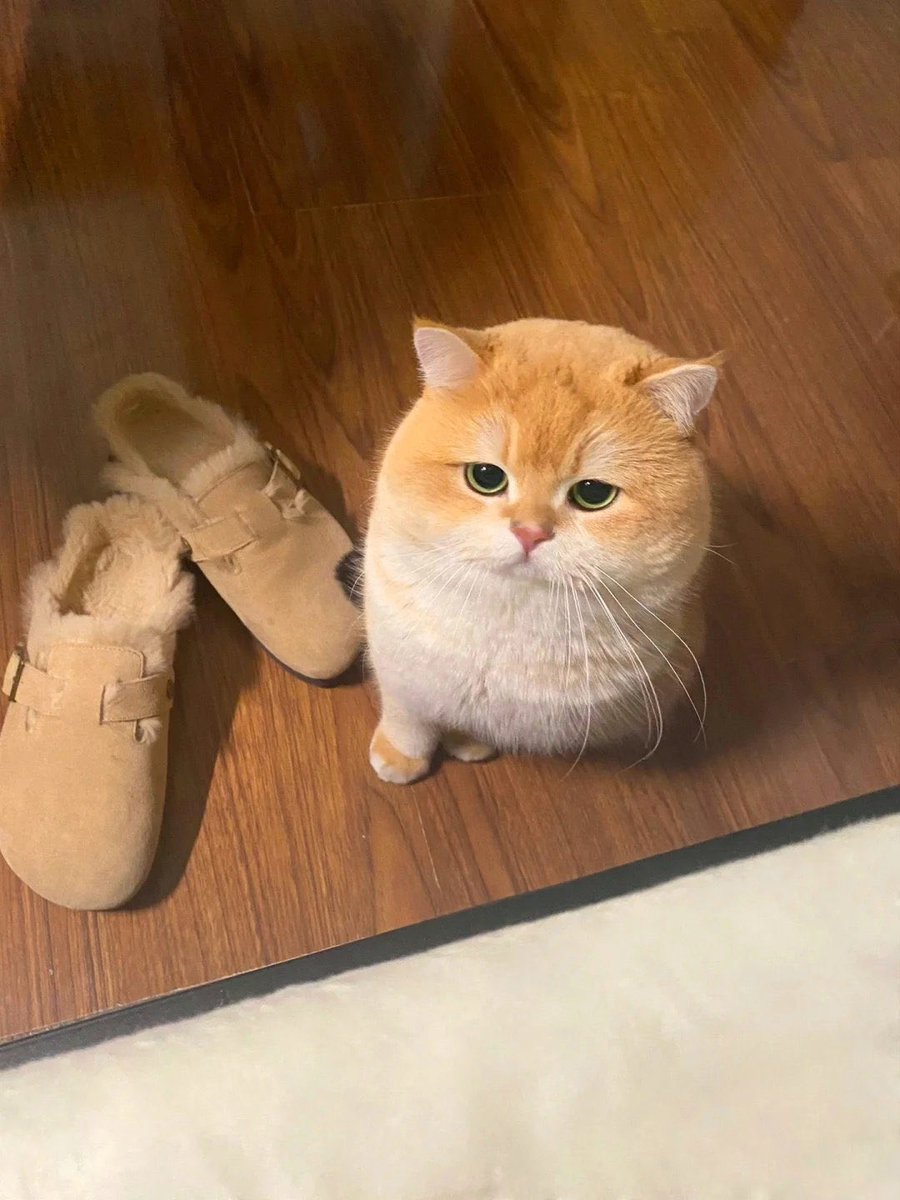 Catbilder's tweet image. 🐈