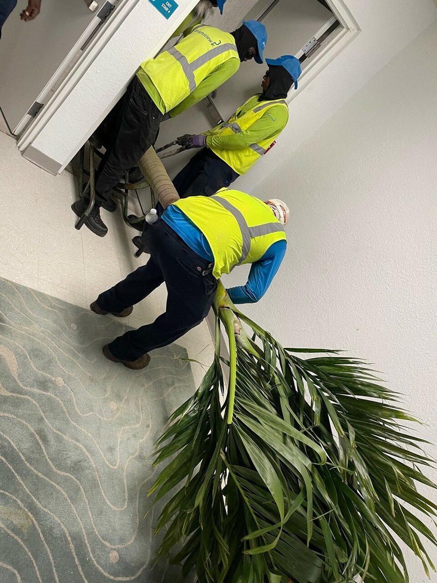 BrightView's tweet image. This is BrightView! When rooftop palm trees need to be placed 11 floors up and every option seems impossible, our North Miami Beach team gets it done —sometimes by taking the stairs. Margaritaville Hotel guests now enjoy some well-earned shade on the roof!