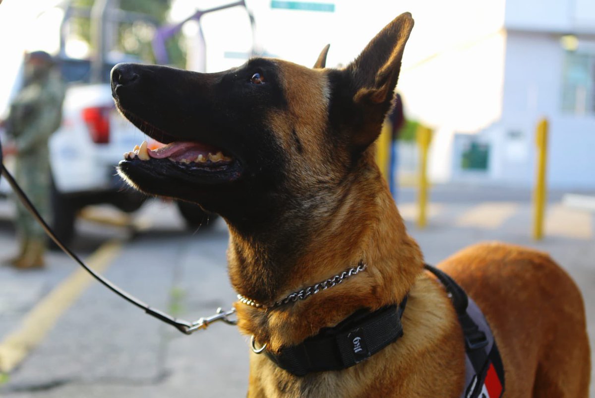 ✅ Simultáneamente, en 11 puntos estratégicos del municipio, estamos realizando los Operativos de Transporte Seguro, en dos turnos, matutino y vespertino. 

🚔 Ecatepec es un municipio clave para la Estrategia del Mando Unificado Oriente del Plan Oriente del Estado de México que