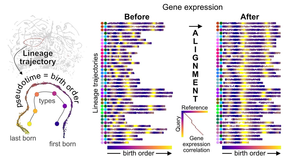 SebaCachero's tweet photo. @_erika_dona @gsxej @biorxivpreprint Late born neurons from each lineage form trajectories, with consecutively born neuron types arranged by birth order. By aligning 83 such trajectories, we directly compared how expression dynamics unfold across lineages. 5/8 https://t.co/V06VYweKuh