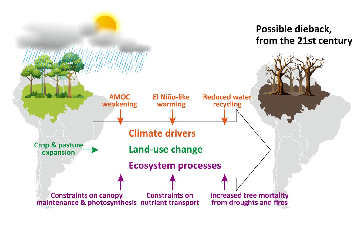 We also confirm mechanisms of the Amazon dieback in terms of climate drivers, ecological processes and land-use change effects