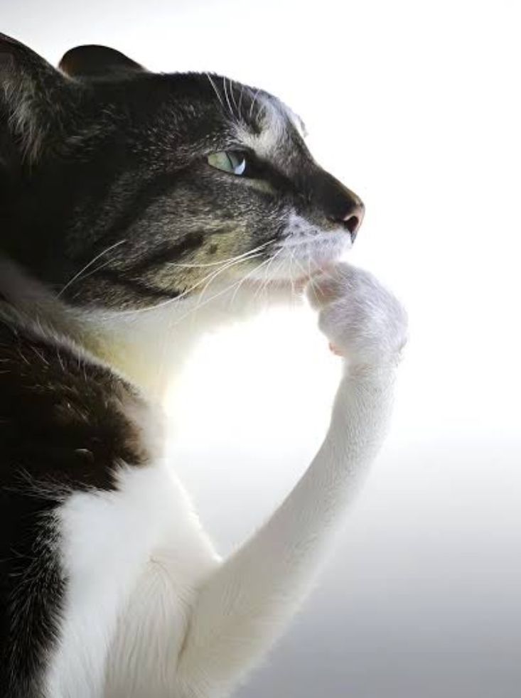 ciro😺🥐 tweet media