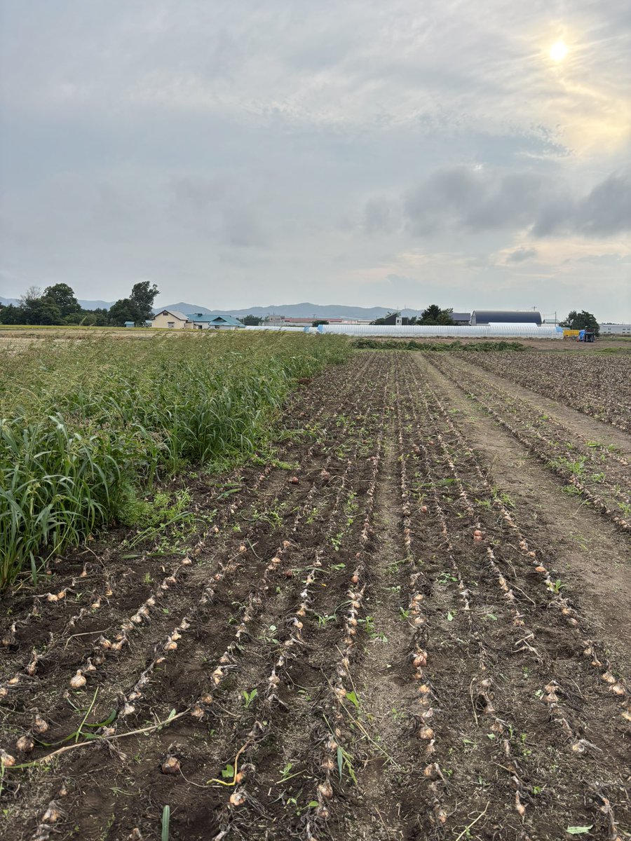 初期除草に失敗し、たまねぎ畑の草取りをずーっとしている　３つの圃場合わせて1haの草を取った　地獄のような作業　もう二度とやりたくない　写真左側のような状態の雑草がたまねぎ畑全部にありました　初年度なんで許してください　ちなみにこの写真に動物が紛れ込んでいます