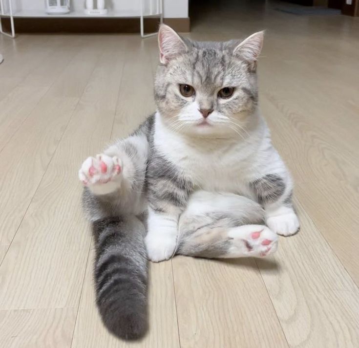 Cats all the way (@nekocatts) on Twitter photo 