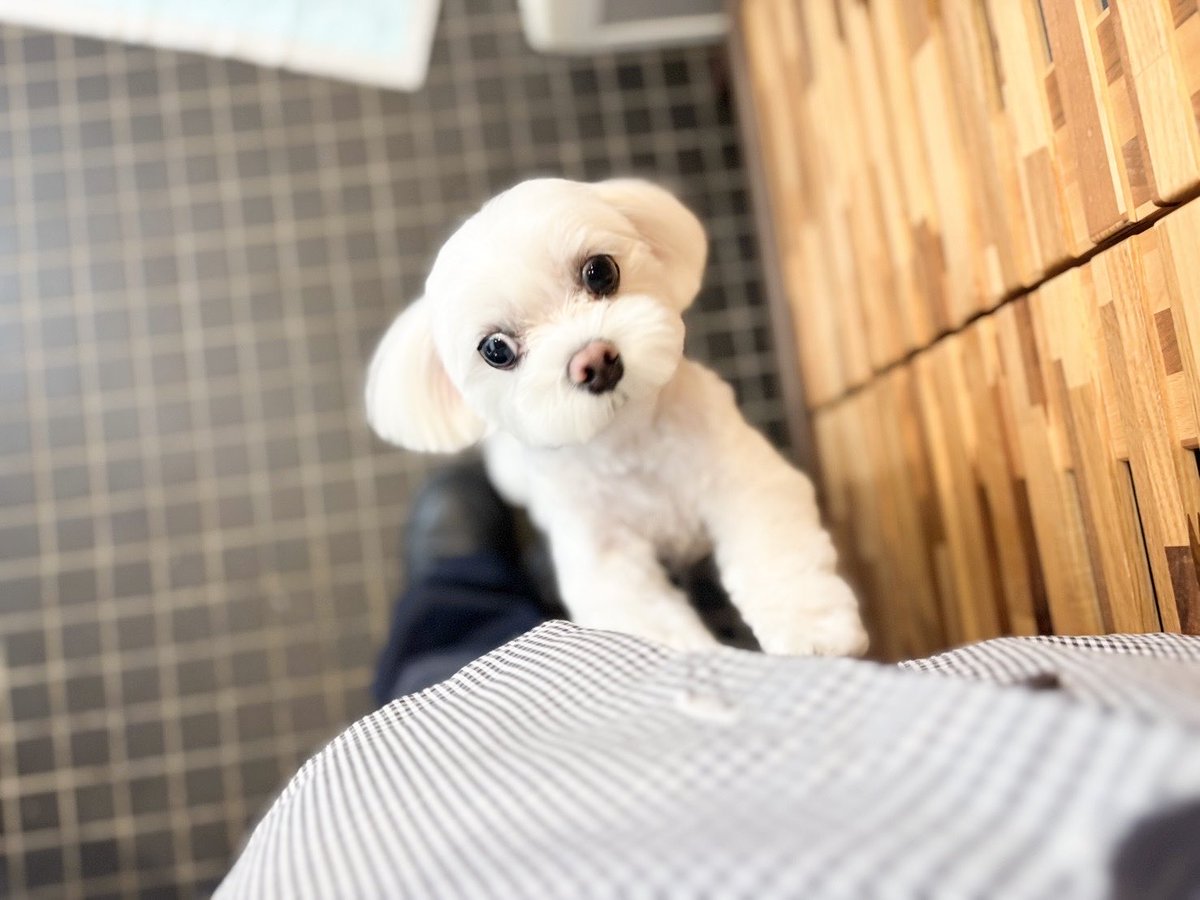 トリミング行ってきました🐶
暑いのにねー🫠
おやすみなさい💫💤