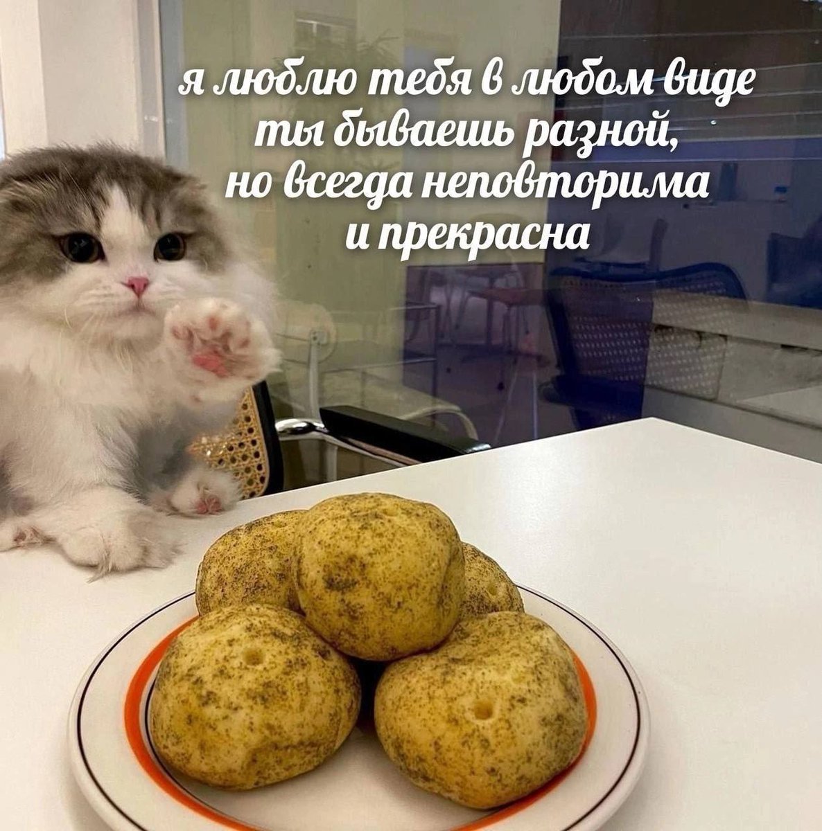 cats, i love cats (@catsilcats) on Twitter photo 