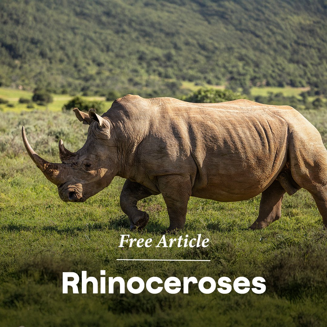 Next to elephants, #rhinoceroses are the second-biggest land animal on Earth. They can weigh up to five tons, more than two cars! Thorns don’t bother rhinoceroses at all, because their skin is two inches thick and tough. 

Read all about them here 🦏 online.kidsdiscover.com/unit/standalon…