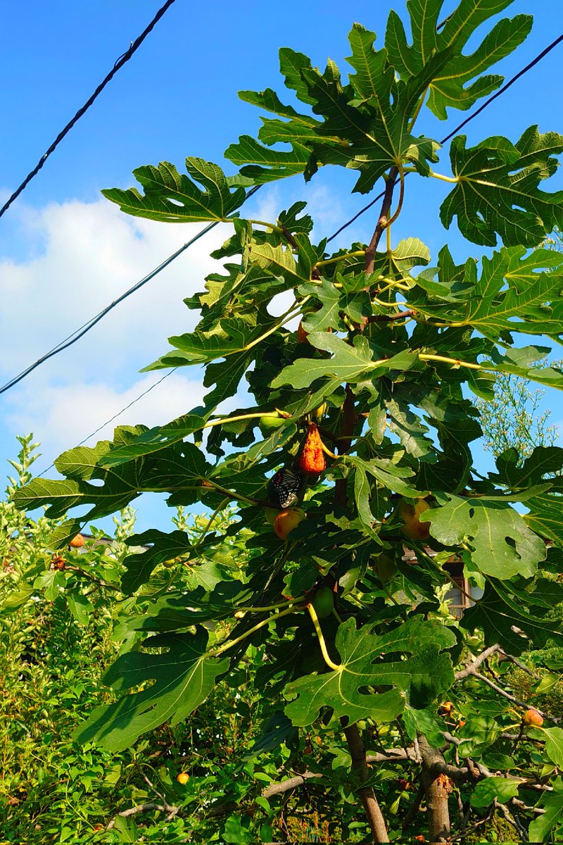 KiwaSaokmw's tweet photo. 羽を休める蝶を探してみてネ🦋
#イチジク #無花果
#Ficus_carica #Fig_tree
#実りある恋
#TLを花でいっぱいにしよう
#TLを緑でいっぱいにしよう https://t.co/o5eG8hGfqw
