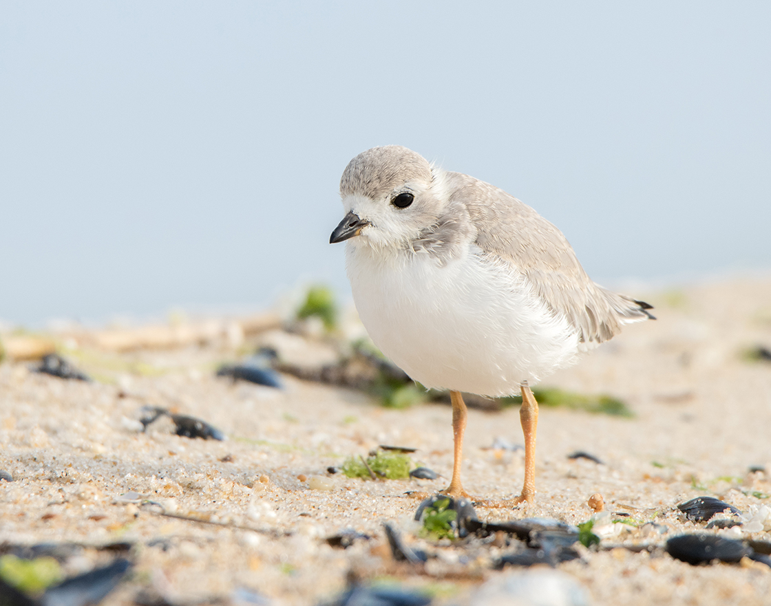 We've added a pair of maps showing USFWS designated and proposed critical habitat areas for #endangered and threatened #shorebirds, such as the #redknot and #pipingplover in the Mid-Atlantic. 

ℹ️ Details: portal.midatlanticocean.org/news/maps-show…
📍 Interactive map: portal.midatlanticocean.org/url_shortener/…