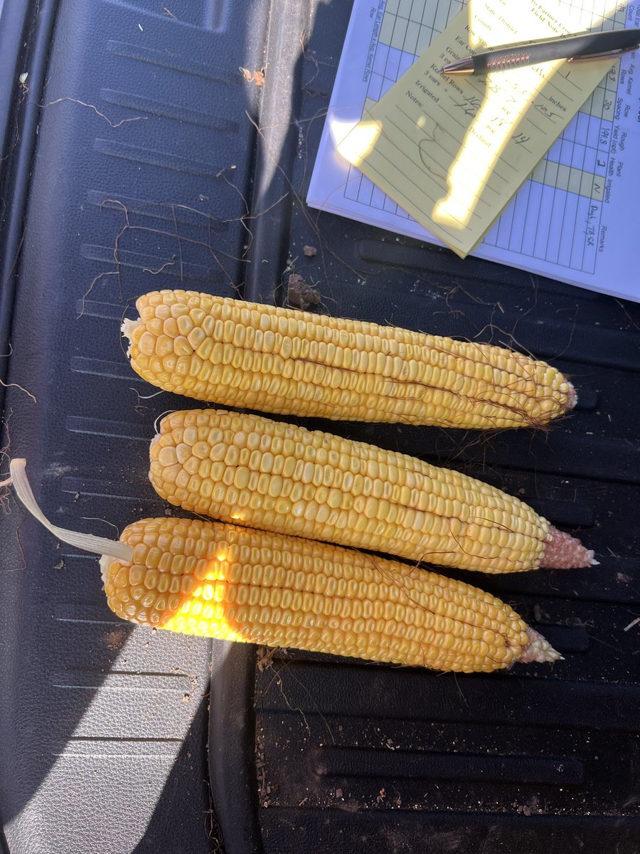 Michelle Rook (@michellerookag) on Twitter photo #pftour25 Day 3. Stop 2 Plymouth Co. IA. #Corn yield 212 bpa. <a href="/AgDayTV/">AgDay TV</a> <a href="/FarmJournal/">Farm Journal</a> <a href="/USFarmReport/">U.S. Farm Report</a> #pftour25 Day 3. Stop 2 Plymouth Co. IA. #Corn yield 212 bpa. <a href="/AgDayTV/">AgDay TV</a> <a href="/FarmJournal/">Farm Journal</a> <a href="/USFarmReport/">U.S. Farm Report</a>