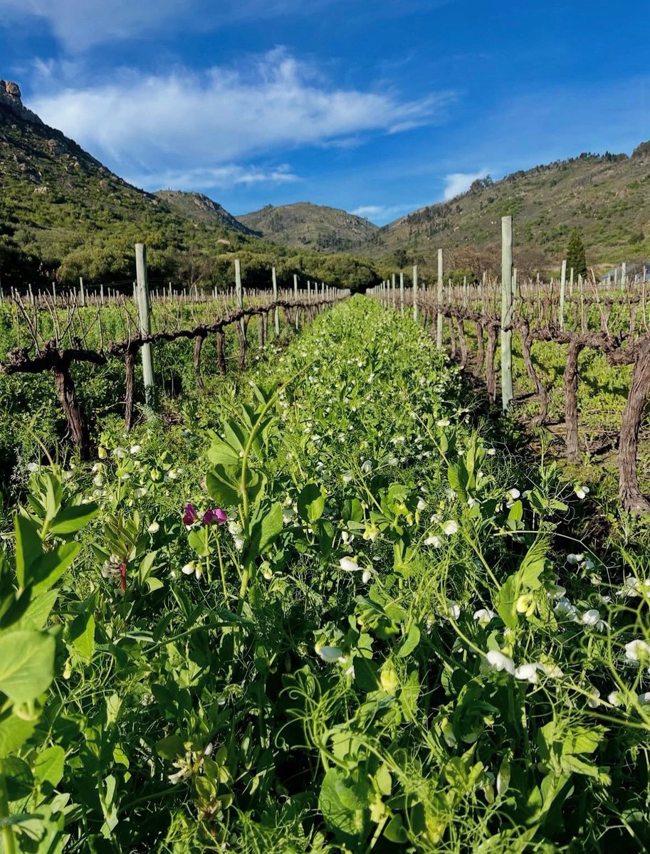 The Wine Syndicate (@winesyndicate) on Twitter photo Spring is in full swing in Paardeberg 🇿🇦
Wild peas and faba beans in the vineyards starting to bloom at Swerwer Wines 🌱 
Let the growing season begin! Spring is in full swing in Paardeberg 🇿🇦
Wild peas and faba beans in the vineyards starting to bloom at Swerwer Wines 🌱 
Let the growing season begin!