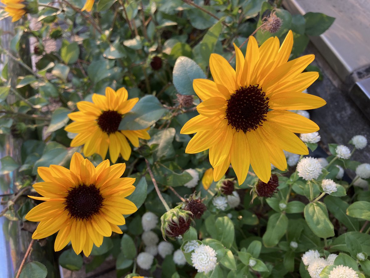 昼間、汗をかくでしょ？
私は幸い、顔には汗をかきにくく、あまりメイク崩れしないのですが、頭や胸や背中は当然汗だく。
夕方になると、髪が重く感じます💧

夜、シャンプーして乾かすと、驚きの軽さと爽快感！🌟

病気でもないのに「風呂キャンセル」する人の感覚は、私にはどうにも理解不能ですワ😅