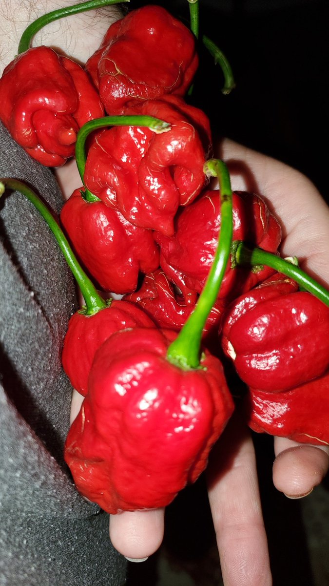 😁Mike The Naked Bigfoot😁 (@voodooman3) on Twitter photo Dad's nuclear hot hybrid Maruga Peppers are starting to ripen. Dad's nuclear hot hybrid Maruga Peppers are starting to ripen.