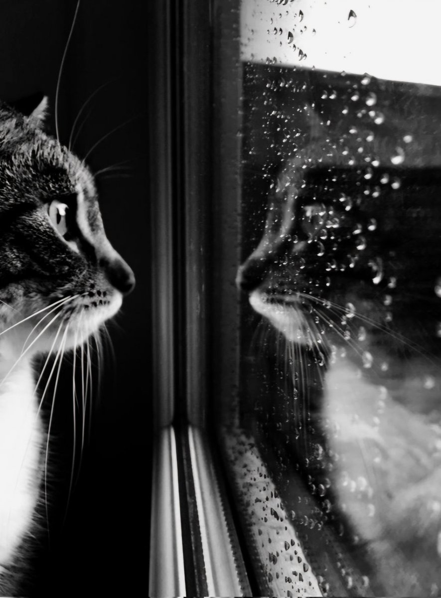 Tears are like Rain, they shouldn't be
stopped but let flow to the Ground
to wash away the Pain...🤍🩶