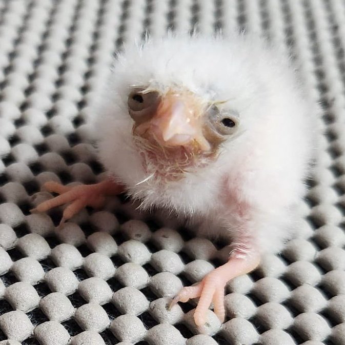 alucarddaily's tweet image. What Alucard looked like waking up after 300 years vs what he would have actually looked like