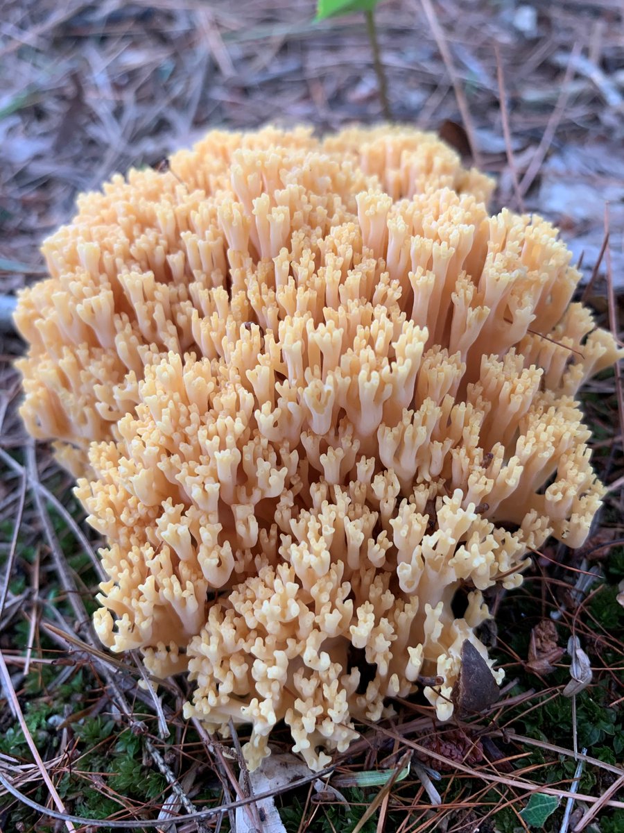 This #WildlifeWednesday, we're shining a spotlight on the small but mighty members of the forest 🍄

Fungi is a part of the F.B.I team: fungi, bacteria, and invertebrates

These tiny residents work behind the scenes to keep our park ecosystems thriving 🌿
blog.ontarioparks.ca/fbi-decomposer…
