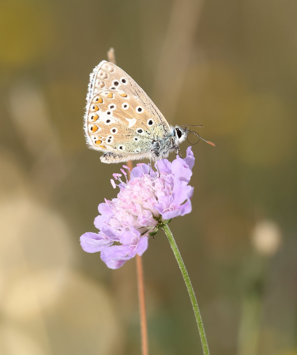 Dave O'Brien tweet media