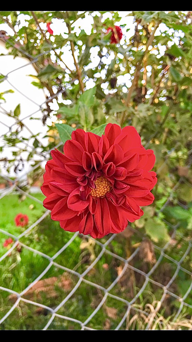 #Reddahlia #Dahliapinnata
#Yıldızçiçeği
#Çiçekleri hapsedemezsiniz