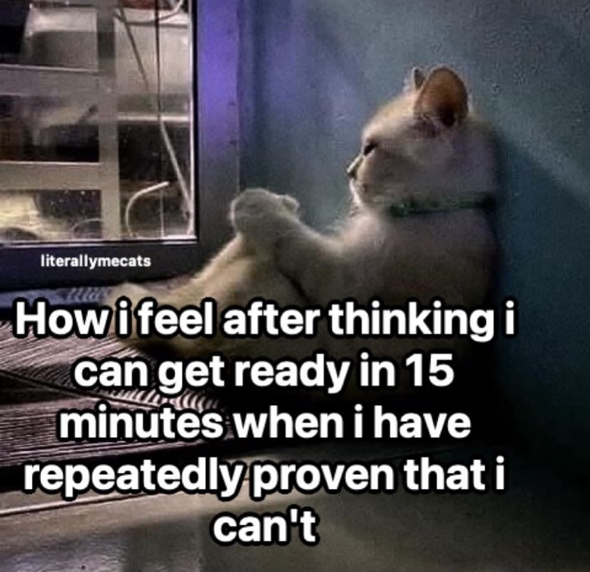 LiterallyMeCats (@literallymecats) on Twitter photo 