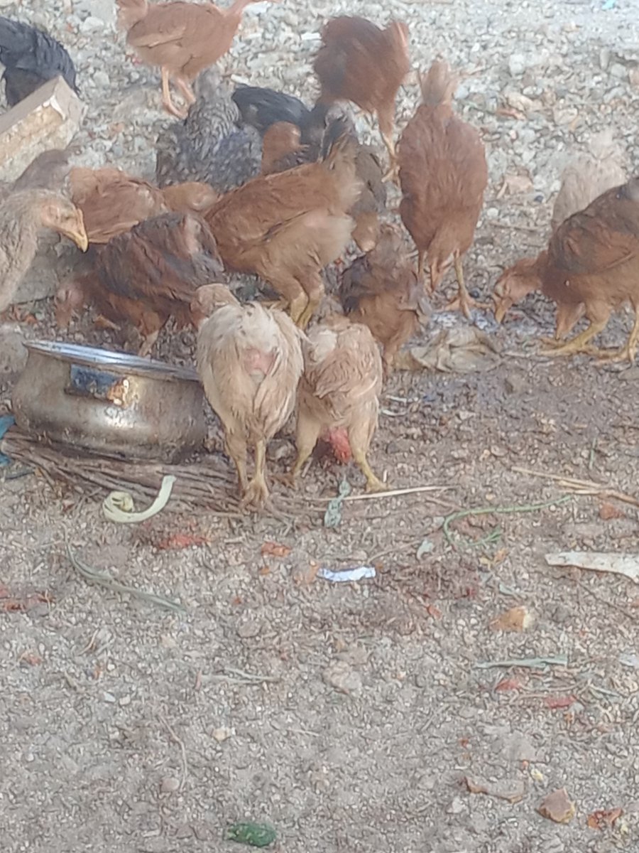 SSDRESCU's tweet image. It is not left Tears express life here Words You talk about suffering here We die silently Hunger Come To kill us With pain So we die without goodness Because even the sound went From the moan 💔💔😭😭😭😭😔😔🆘🆘🙏🙏🙏🙏🙏