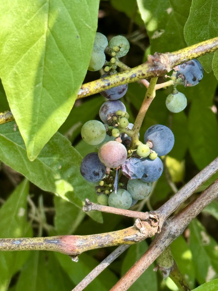 Fructus. Wild River grapes growing in the wooded area along our back yard. Edible (tart!) and I am told they make excellent wine. 🍇🍷😄 
#Gallery365in2025
#Gallery365in2025dailyprompt
⁦<a href="/Gallery365photo/">Gallery365photo</a>⁩
