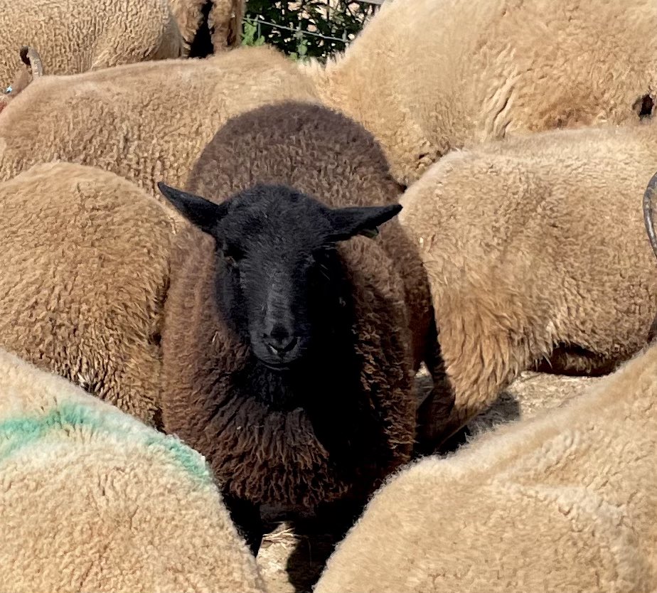 Now you’ve heard of the story about the ugly duckling who grows into a swan…Nell’s daughter Bluebell is sort of our duckling, 3/4 Loaghtan but massively bigger than the other lambs but now growing into a beautiful (big) ewe #uglyduckling #lambs #farming #sheep #isleofman
