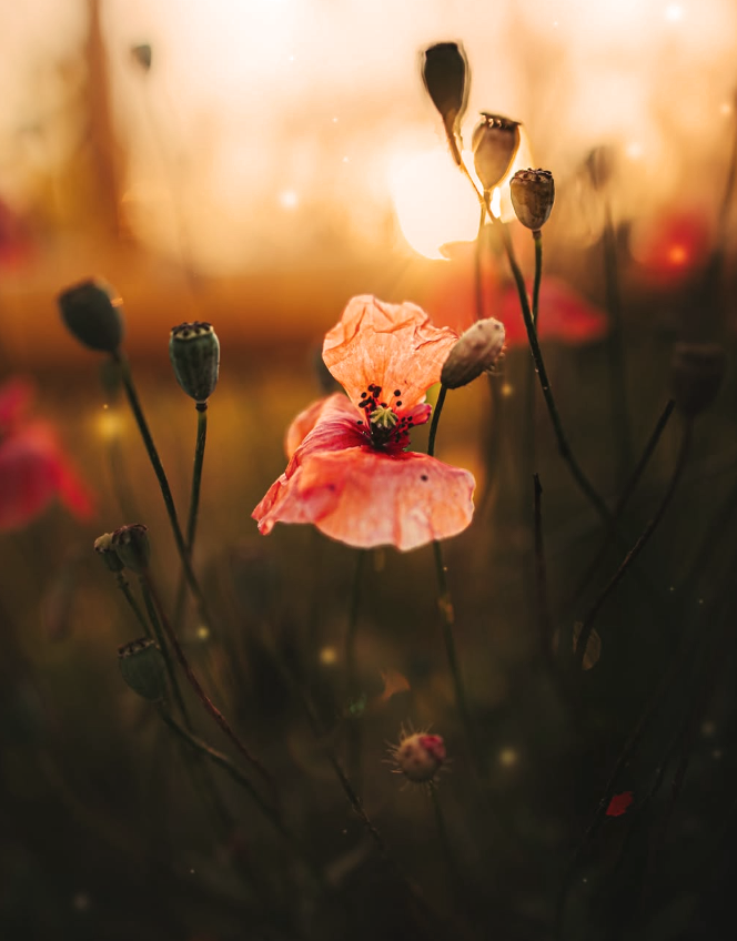 Es gibt Dinge, die man nicht sagen kann,
weil es keine Worte gibt, um sie zu sagen.

- Frederico Garcia Lorca -