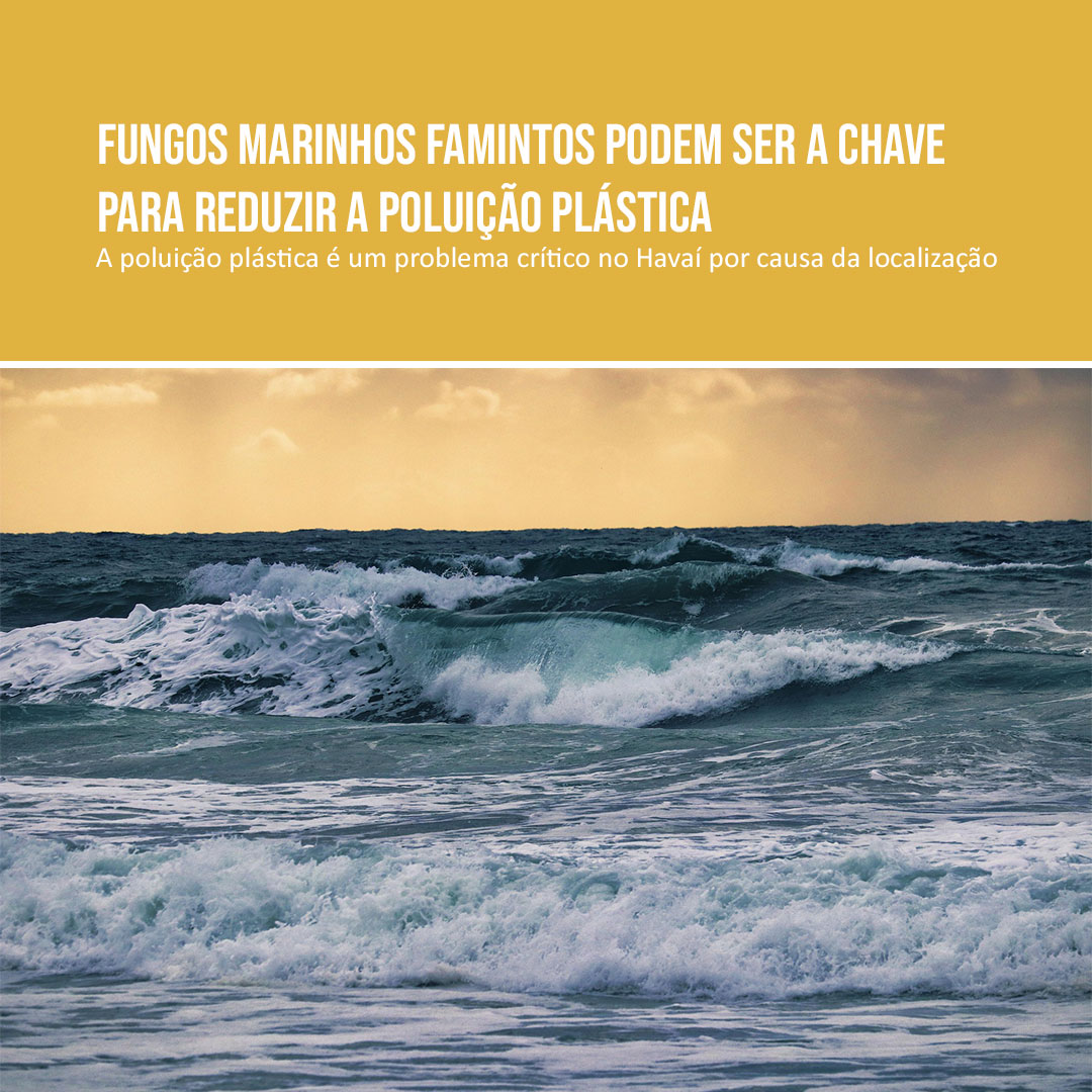 Fungos marinhos famintos podem ser a chave para reduzir a poluição plástica
A poluição plástica é um problema crítico no Havaí por causa da localização

Veja: pick-upau.org.br/plasticnothank…

Conheça: plasticnothanks.org
<a href="/nacaomitsubishi/">Mitsubishi Motors BR</a>