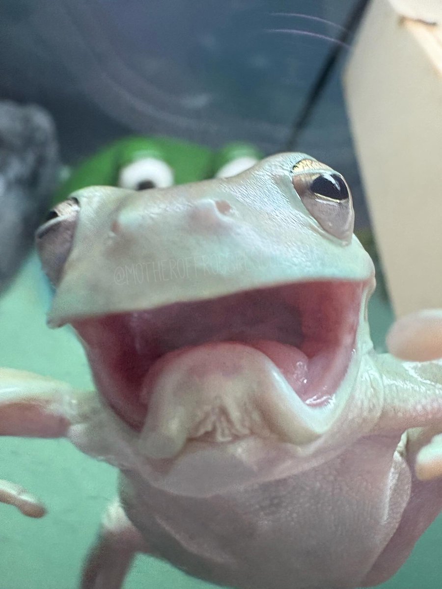 silly humonculus tweet media