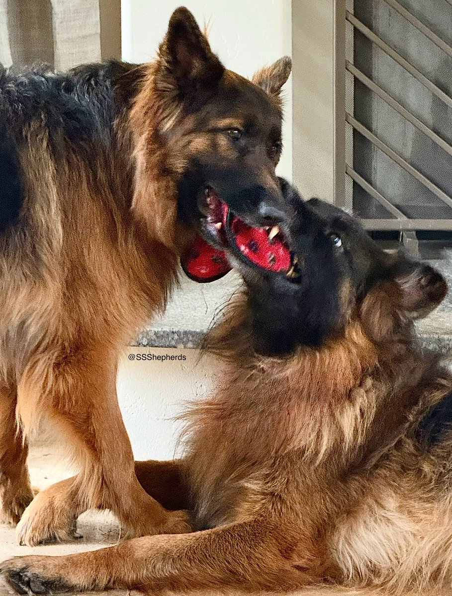 Happy #WontLookWednesday because we’re playing tuggies. Have a pawsome day! 🐾