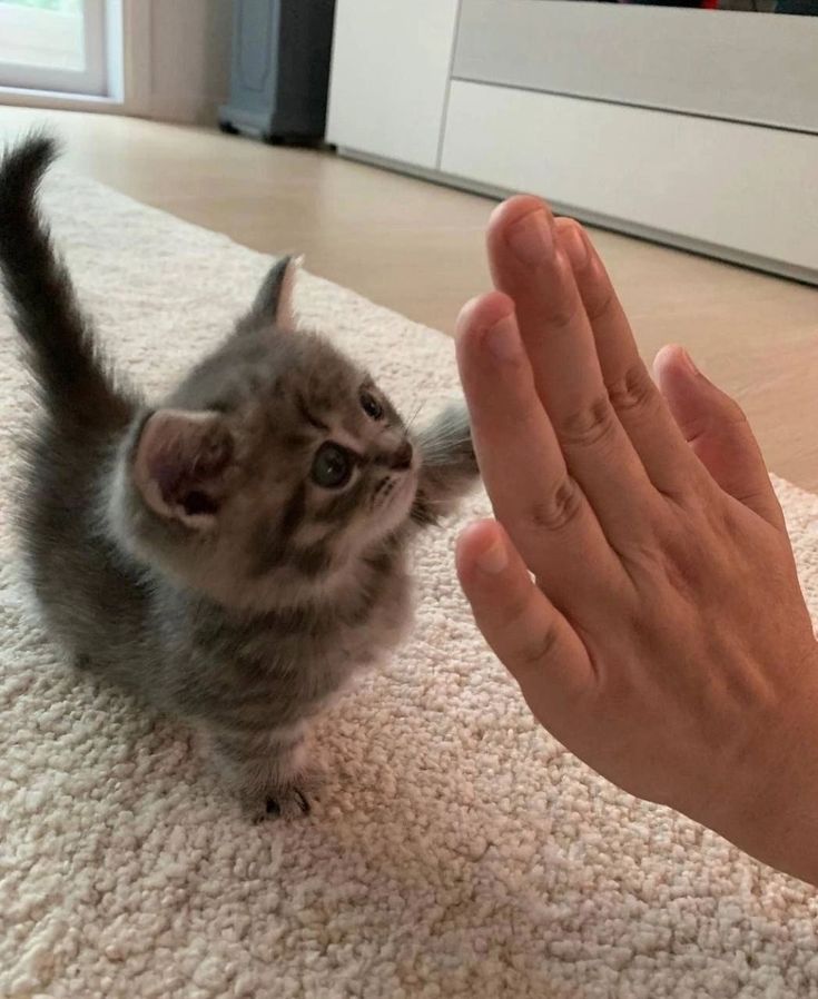 pic4Cat's tweet photo. https://t.co/967QnewqX4
