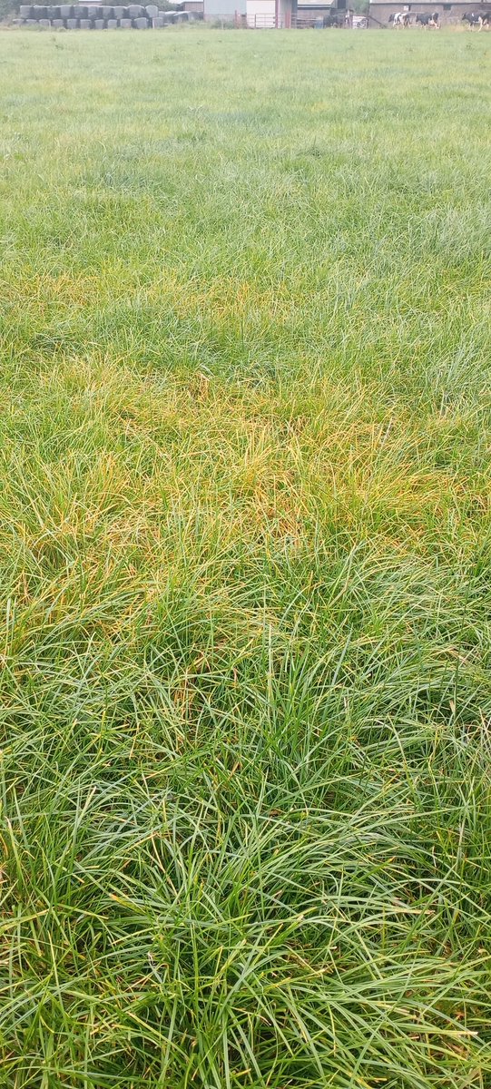 Joe Healy tweet media