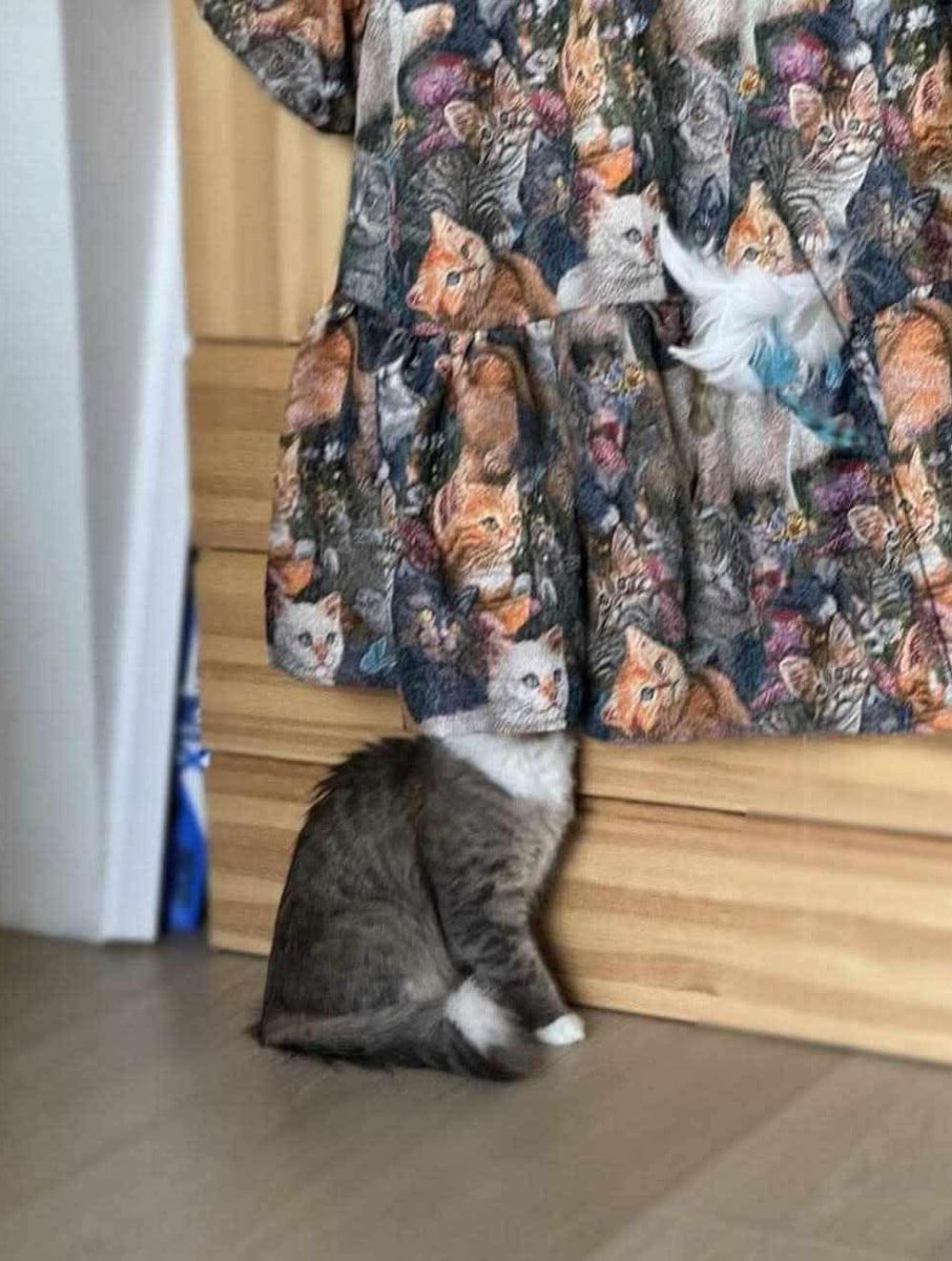 There is no cat in this image (@thereisnocat_) on Twitter photo 