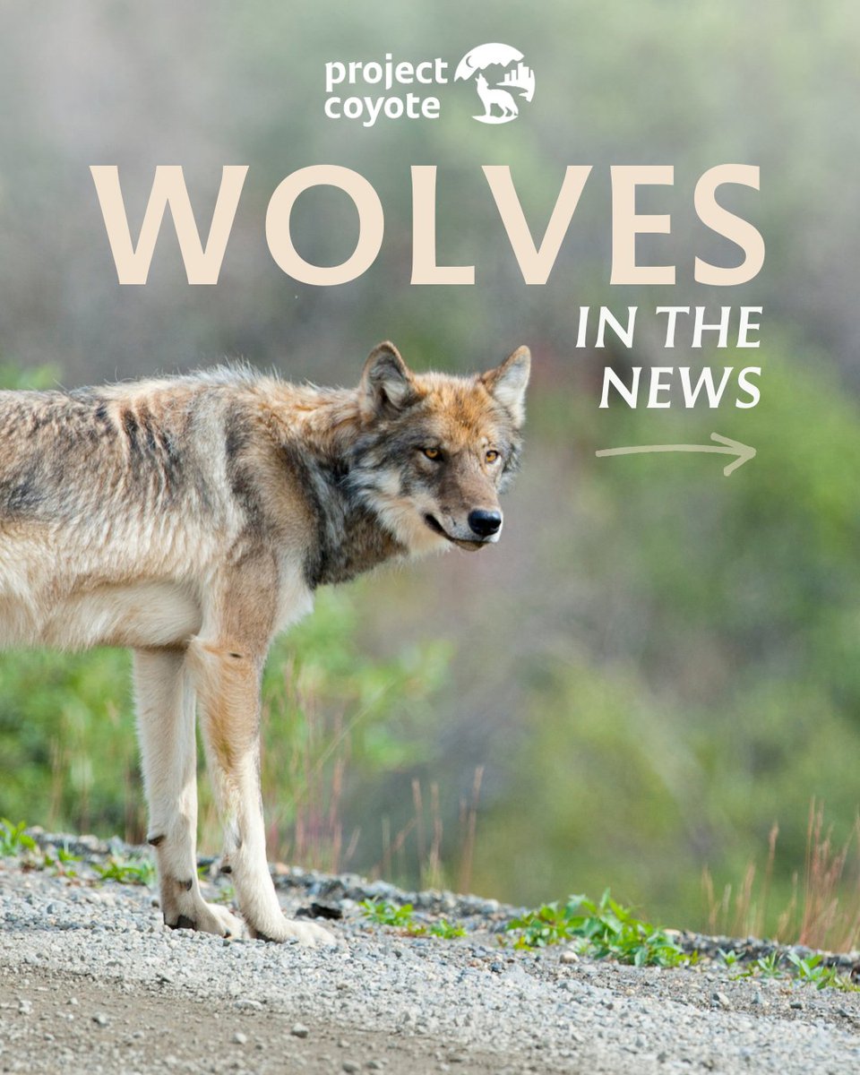 ProjectCoyote's tweet image. 🐺 Here are a few things that have made headlines recently in the wolf world: some bad, some good… and some just plain unexpected!

#WolfWednesday #ProtectAmericasWolves #TeamWolf