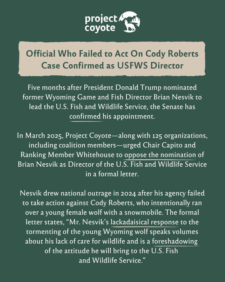 ProjectCoyote's tweet image. 🐺 Here are a few things that have made headlines recently in the wolf world: some bad, some good… and some just plain unexpected!

#WolfWednesday #ProtectAmericasWolves #TeamWolf