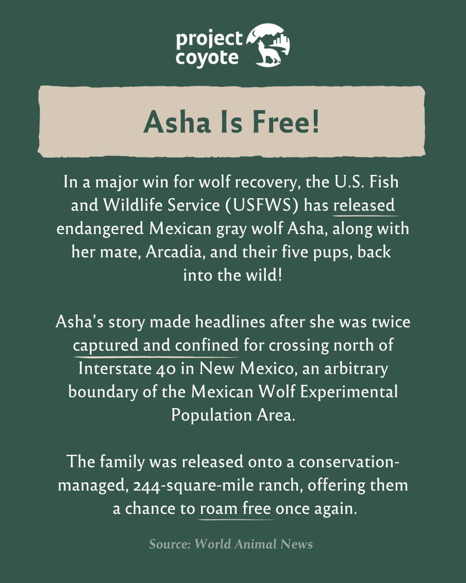 ProjectCoyote's tweet image. 🐺 Here are a few things that have made headlines recently in the wolf world: some bad, some good… and some just plain unexpected!

#WolfWednesday #ProtectAmericasWolves #TeamWolf