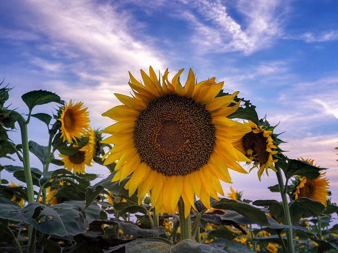 #SunflowerSeason is the reason. 🌻🌻🌻

#Repost

📸: @jessijacobsphoto